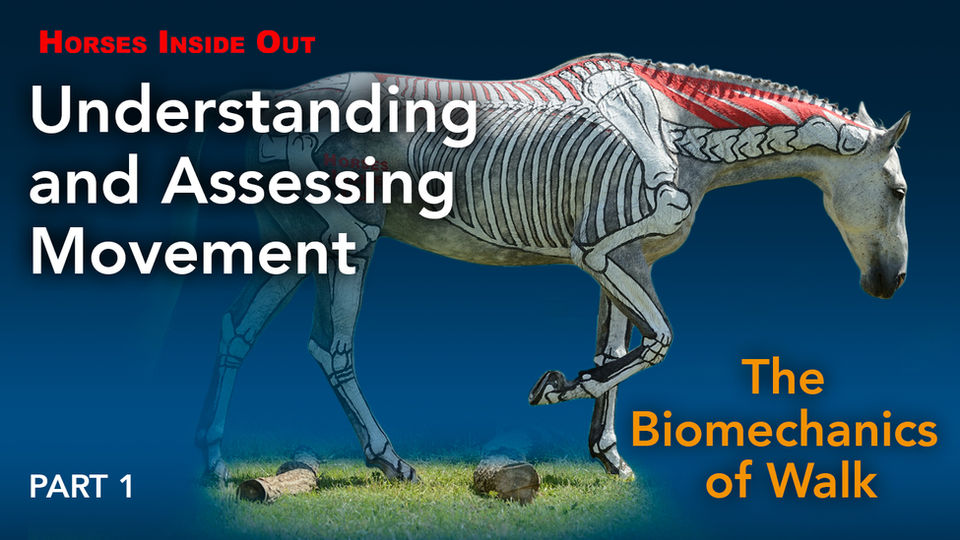 The Biomechanics of Walk